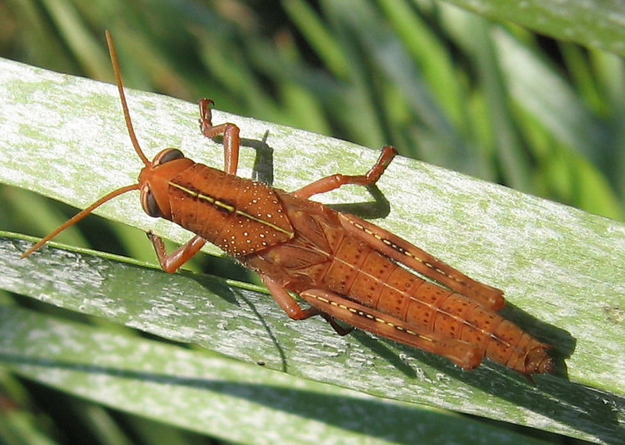 Bella neanide di Anacridium aegyptium